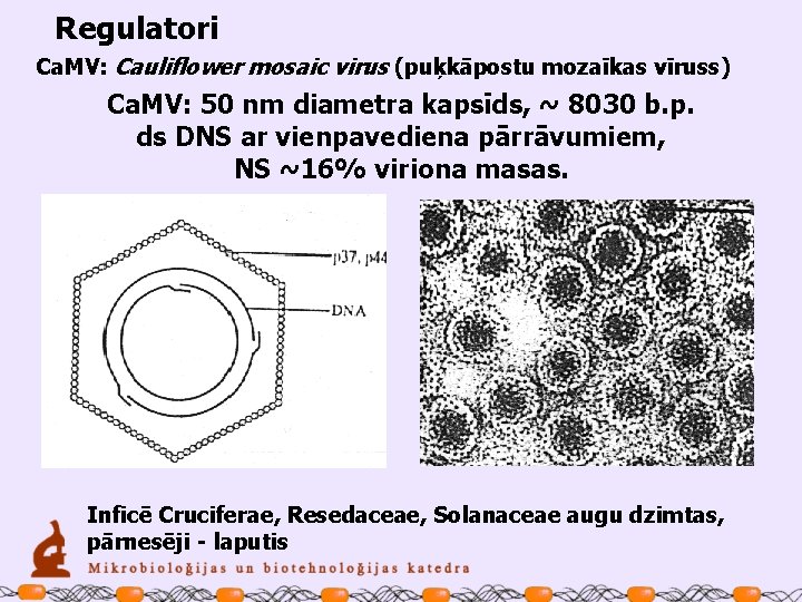 Regulatori Ca. MV: Cauliflower mosaic virus (puķkāpostu mozaīkas vīruss) Ca. MV: 50 nm diametra