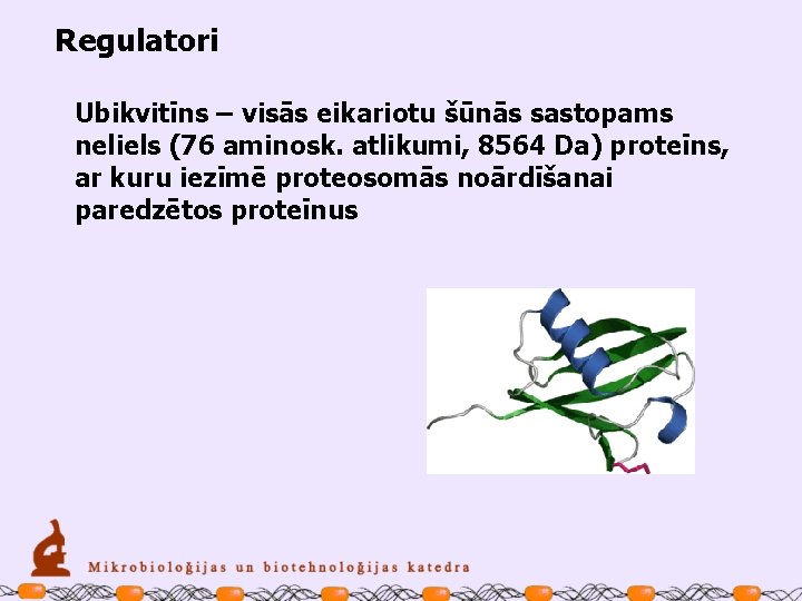 Regulatori Ubikvitīns – visās eikariotu šūnās sastopams neliels (76 aminosk. atlikumi, 8564 Da) proteīns,