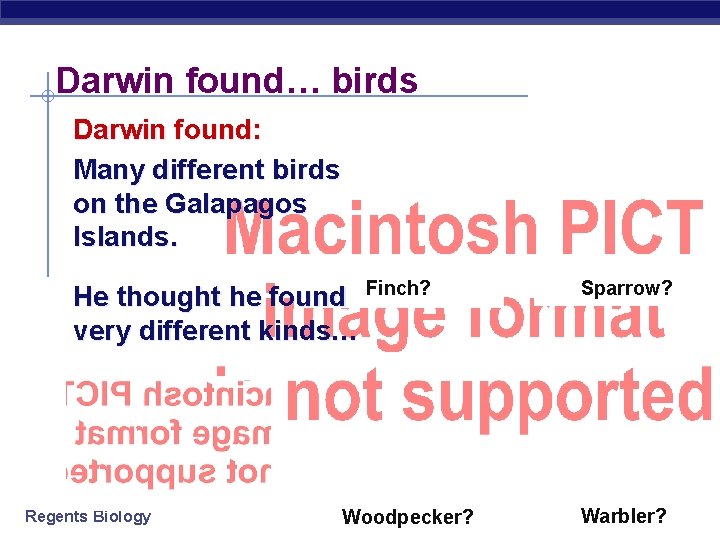 Darwin found… birds Darwin found: Many different birds on the Galapagos Islands. He thought