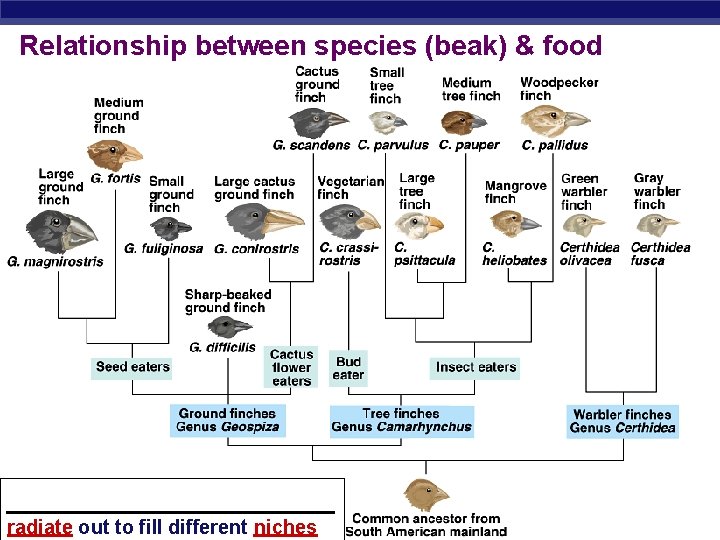 Relationship between species (beak) & food ___________ Regents Biology radiate out to fill different