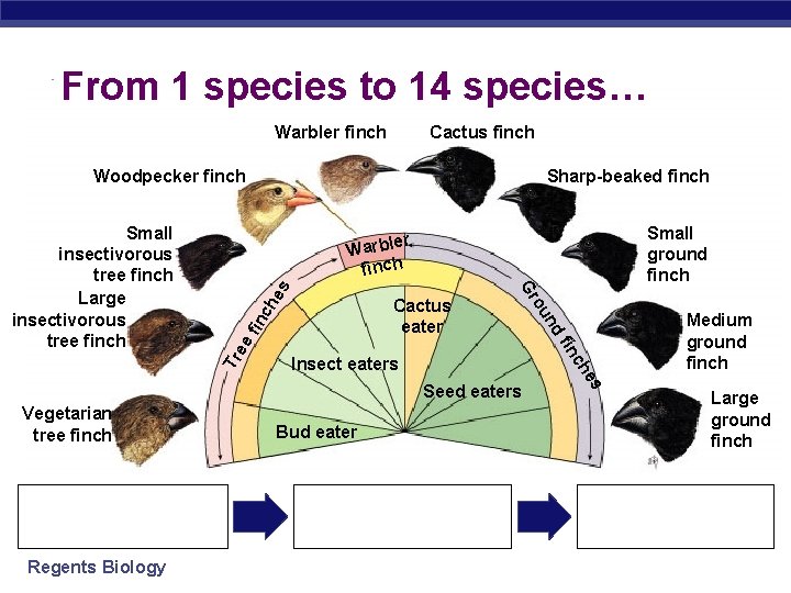 From 1 species to 14 species… Warbler finch Cactus finch Woodpecker finch Small insectivorous