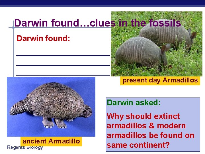 Darwin found…clues in the fossils Darwin found: _____________________ present day Armadillos Darwin asked: ancient