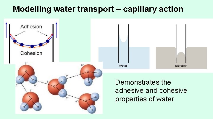 Modelling water transport – capillary action Demonstrates the adhesive and cohesive properties of water