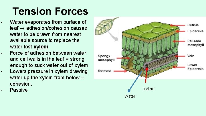Tension Forces - - Water evaporates from surface of leaf → adhesion/cohesion causes water