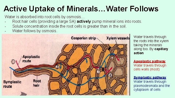 Active Uptake of Minerals…Water Follows Water is absorbed into root cells by osmosis… Root