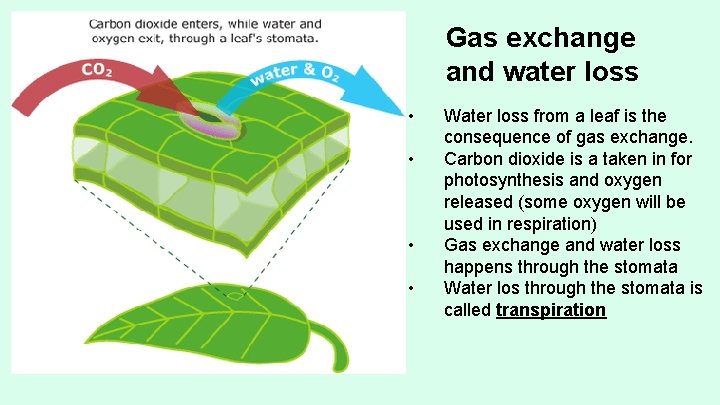Gas exchange and water loss • • Water loss from a leaf is the