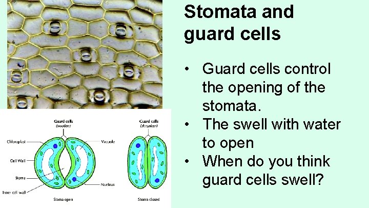 Stomata and guard cells • Guard cells control the opening of the stomata. •