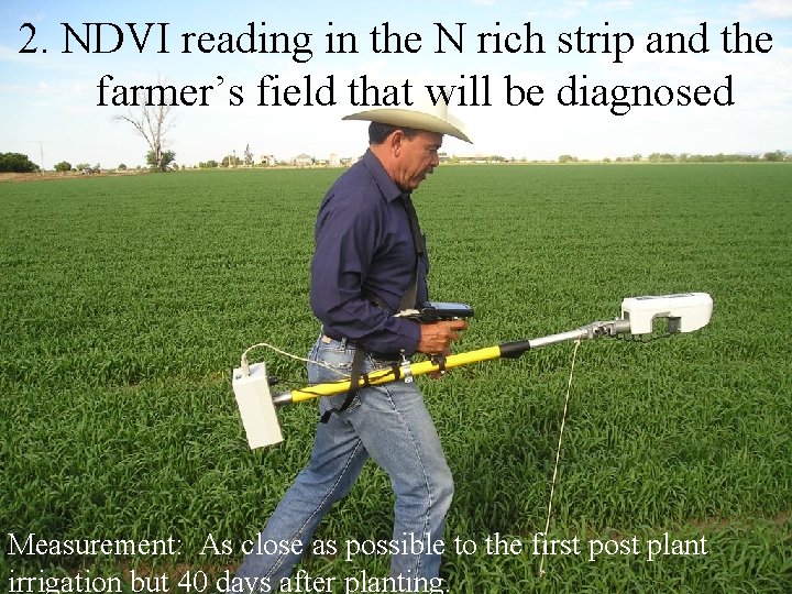 2. NDVI reading in the N rich strip and the farmer’s field that will