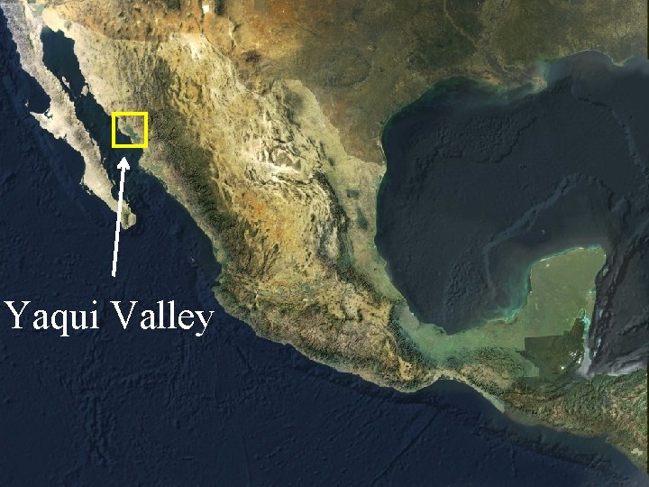 Yaqui Valley 