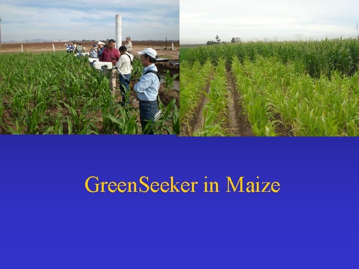 Green. Seeker in Maize 