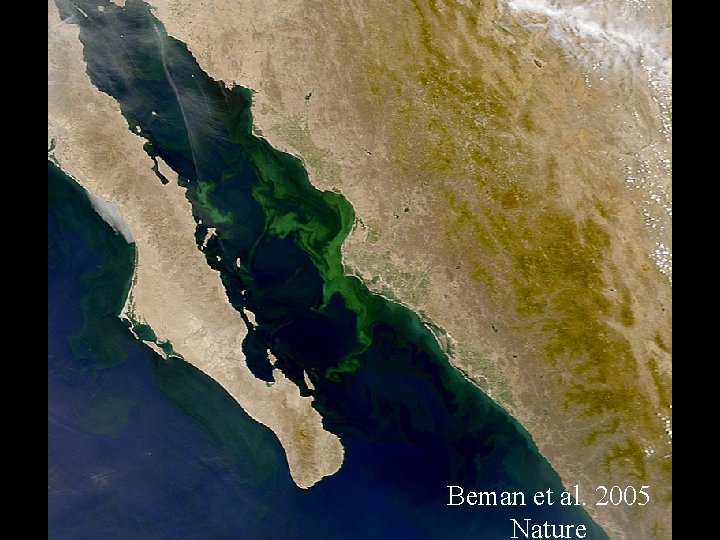 Beman et al. 2005 Nature 