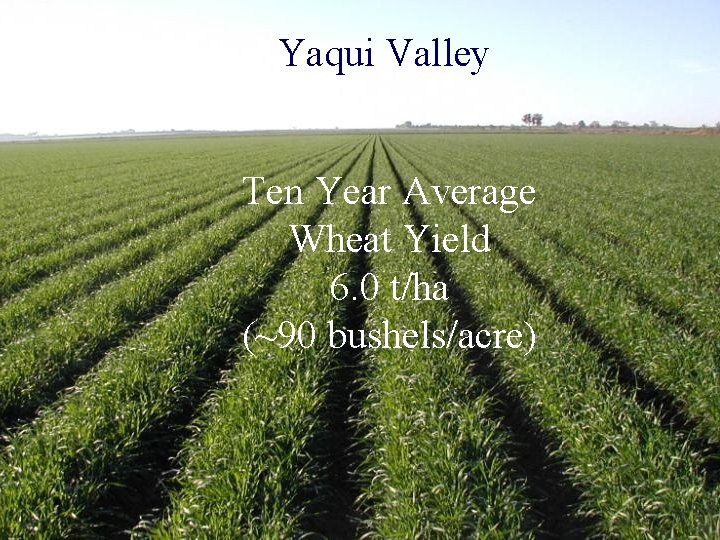 Yaqui Valley Ten Year Average Wheat Yield 6. 0 t/ha (~90 bushels/acre) 