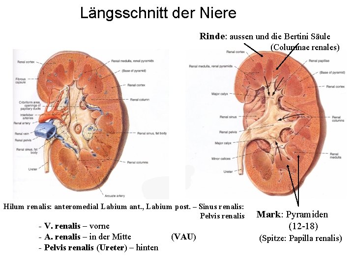 Längsschnitt der Niere Rinde: aussen und die Bertini Säule (Columnae renales) Hilum renalis: anteromedial
