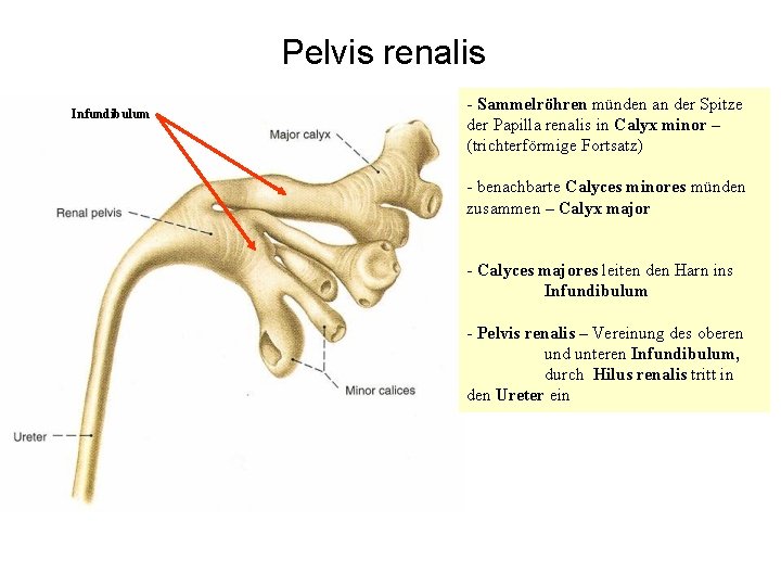 Pelvis renalis Infundibulum - Sammelröhren münden an der Spitze der Papilla renalis in Calyx