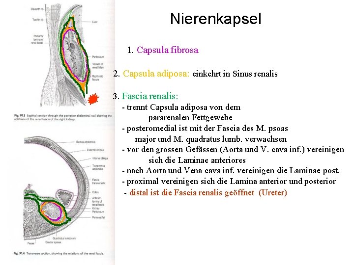 Nierenkapsel 1. Capsula fibrosa 2. Capsula adiposa: einkehrt in Sinus renalis 3. Fascia renalis: