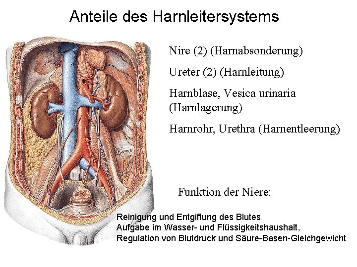 Anteile des Harnleitersystems Nire (2) (Harnabsonderung) Ureter (2) (Harnleitung) Harnblase, Vesica urinaria (Harnlagerung) Harnrohr,