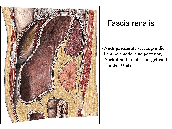 Fascia renalis - Nach proximal: vereinigen die Lamina anterior und posterior, - Nach distal: