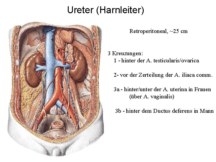 Ureter (Harnleiter) Retroperitoneal, ~25 cm 3 Kreuzungen: 1 - hinter der A. testicularis/ovarica 2