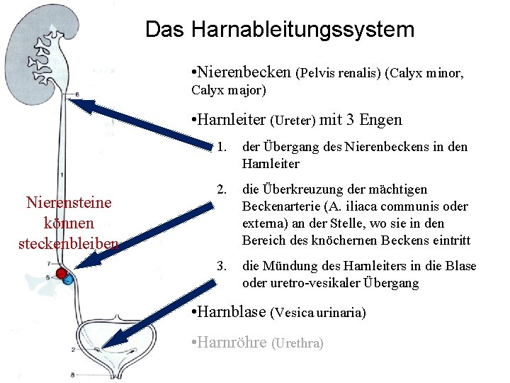 Das Harnableitungssystem • Nierenbecken (Pelvis renalis) (Calyx minor, Calyx major) • Harnleiter (Ureter) mit