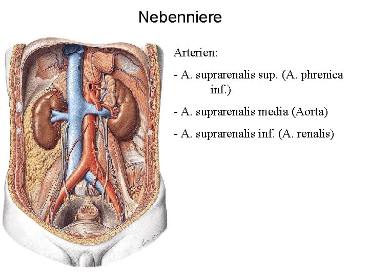Nebenniere Arterien: - A. suprarenalis sup. (A. phrenica inf. ) - A. suprarenalis media