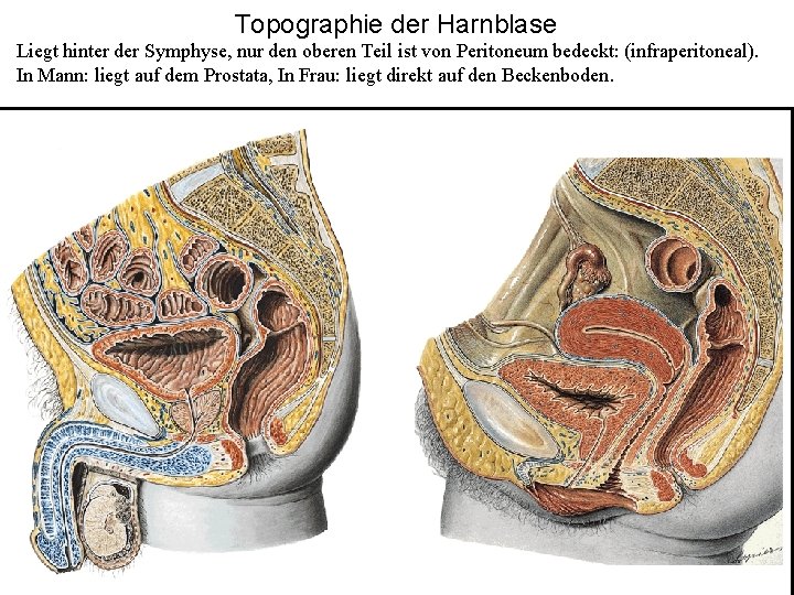 Topographie der Harnblase Liegt hinter der Symphyse, nur den oberen Teil ist von Peritoneum