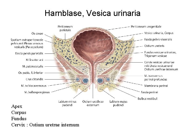 Harnblase, Vesica urinaria Apex Corpus Fundus Cervix : Ostium uretrae internum 