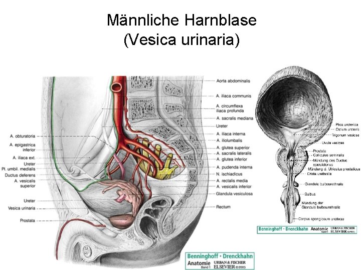 Männliche Harnblase (Vesica urinaria) 