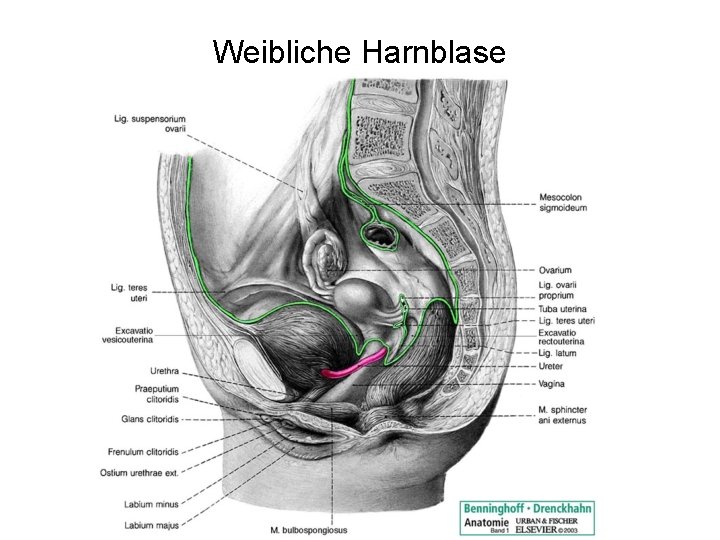 Weibliche Harnblase 