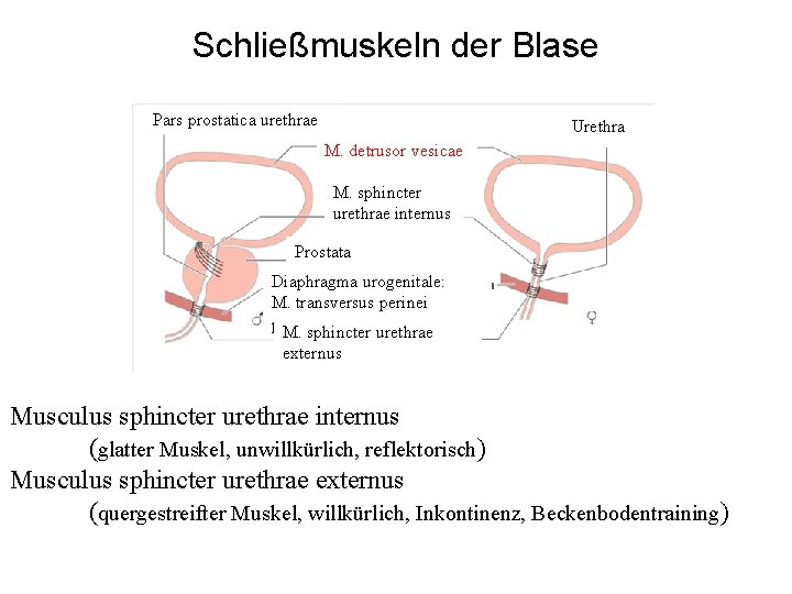 Schließmuskeln der Blase Pars prostatica urethrae Urethra M. detrusor vesicae M. sphincter urethrae internus