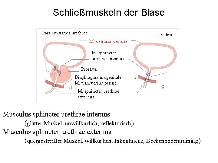 Schließmuskeln der Blase Pars prostatica urethrae Urethra M. detrusor vesicae M. sphincter urethrae internus