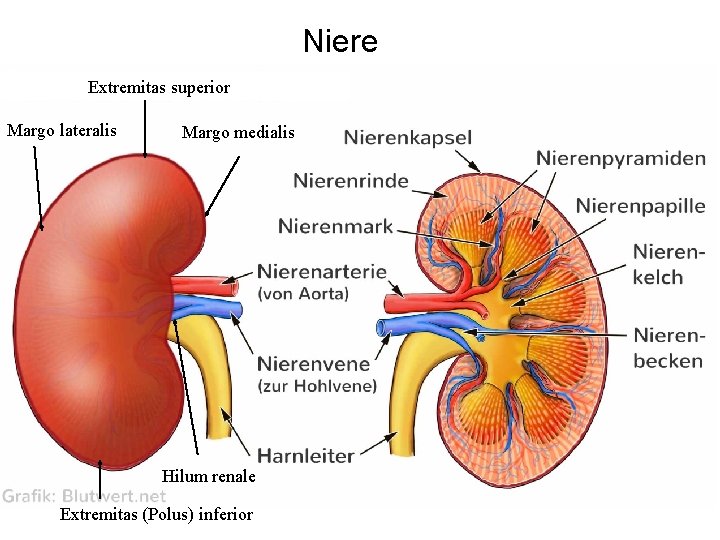 Extremitas superior Margo lateralis Margo medialis Hilum renale Extremitas (Polus) inferior Niere 