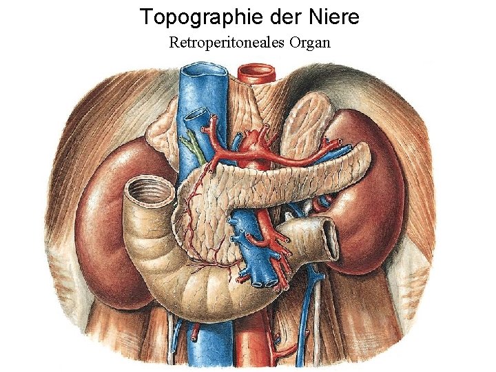 Topographie der Niere Retroperitoneales Organ 