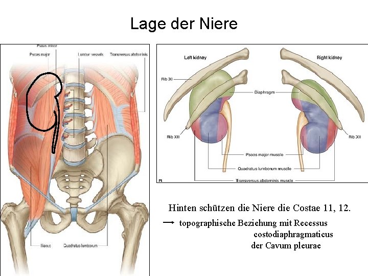 Lage der Niere Hinten schützen die Niere die Costae 11, 12. topographische Beziehung mit