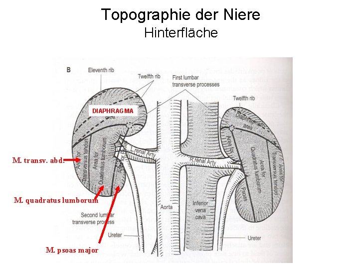 Topographie der Niere Hinterfläche DIAPHRAGMA M. transv. abd. M. quadratus lumborum M. psoas major