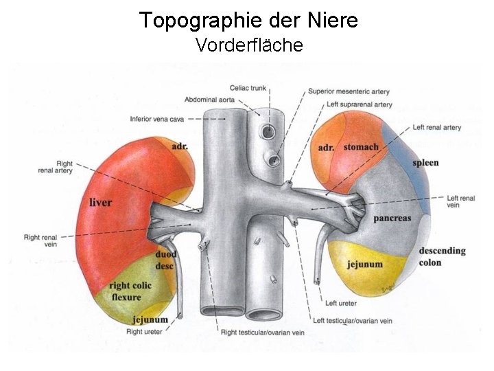 Topographie der Niere Vorderfläche 