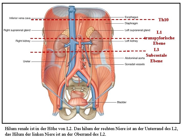 Th 10 L 1 transpylorische Ebene L 3 Subcostale Ebene Hilum renale ist in