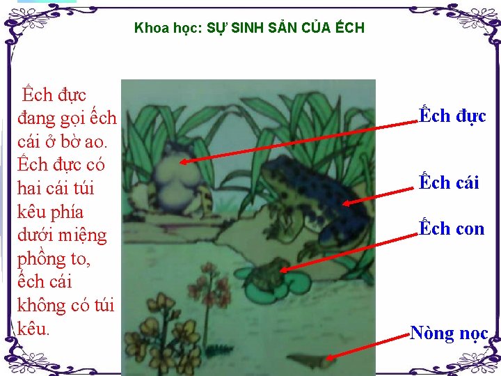 Khoa học: SỰ SINH SẢN CỦA ẾCH Ếch đực đang gọi ếch cái ở