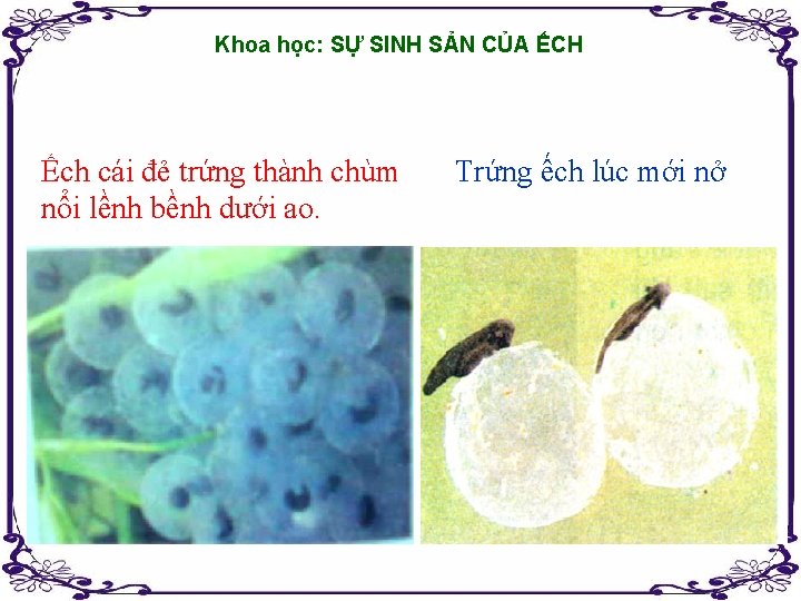 Khoa học: SỰ SINH SẢN CỦA ẾCH Ếch cái đẻ trứng thành chùm nổi