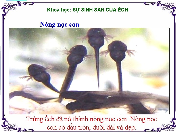 Khoa học: SỰ SINH SẢN CỦA ẾCH Nòng nọc con Trứng ếch đã nở