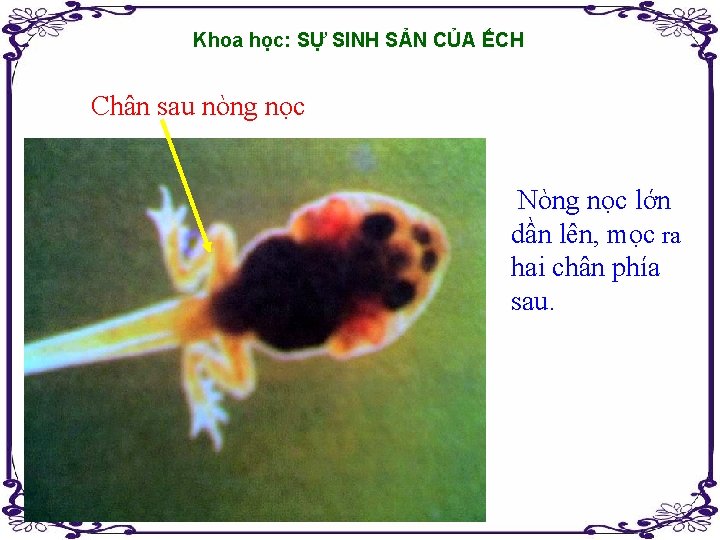 Khoa học: SỰ SINH SẢN CỦA ẾCH Chân sau nòng nọc Nòng nọc lớn