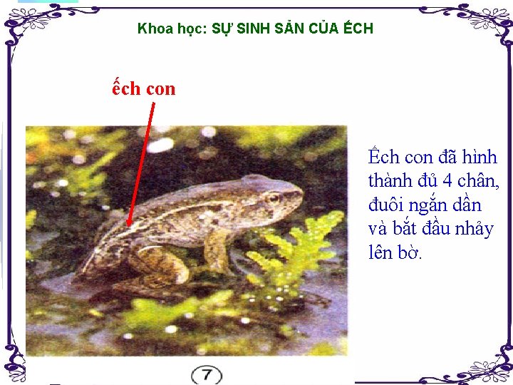 Khoa học: SỰ SINH SẢN CỦA ẾCH ếch con Ếch con đã hình thành