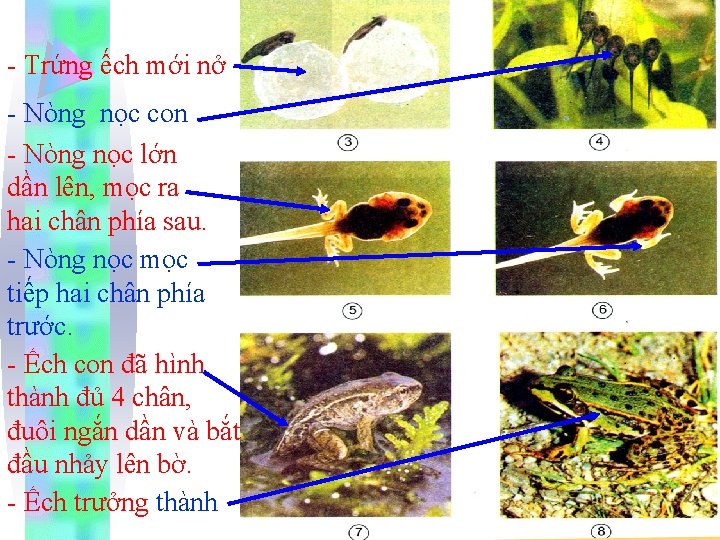 - Trứng ếch mới nở - Nòng nọc con - Nòng nọc lớn dần