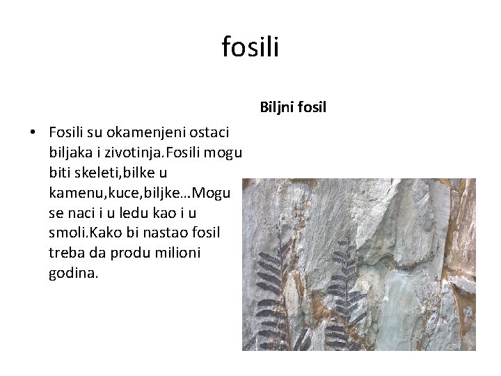 fosili Biljni fosil • Fosili su okamenjeni ostaci biljaka i zivotinja. Fosili mogu biti