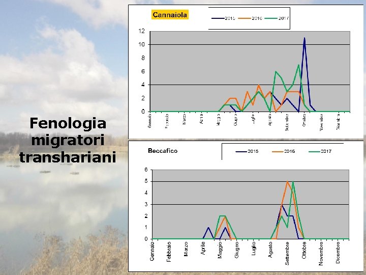 Fenologia migratori transhariani 