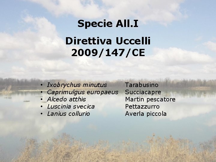 Specie All. I Direttiva Uccelli 2009/147/CE • • • Ixobrychus minutus Caprimulgus europaeus Alcedo