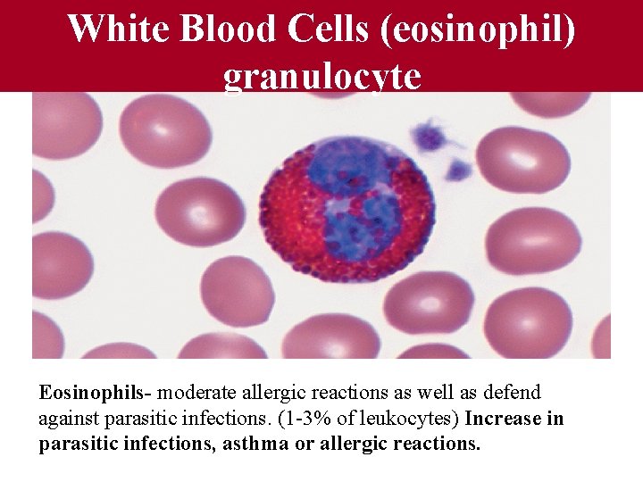 Fig 12. 08 White Blood Cells (eosinophil) granulocyte Eosinophils- moderate allergic reactions as well