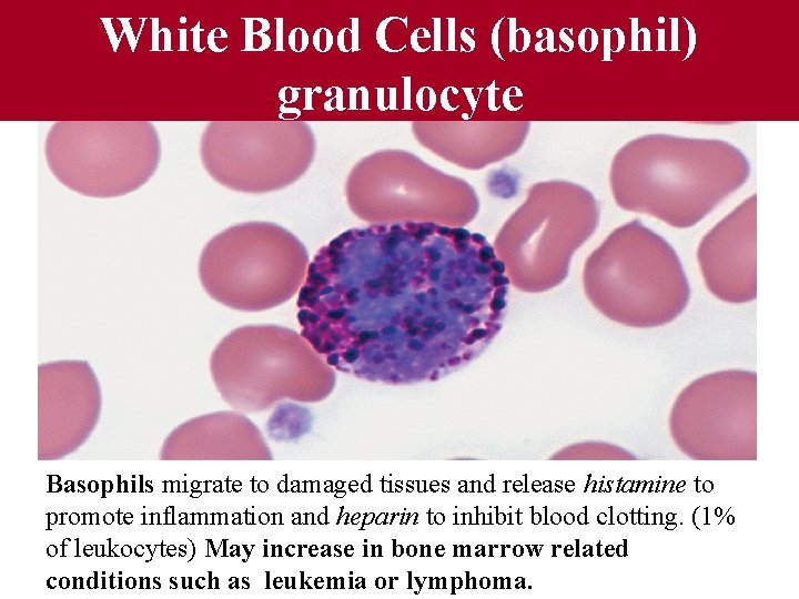 Fig 12. 09 White Blood Cells (basophil) granulocyte Basophils migrate to damaged tissues and