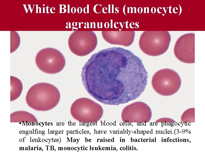 Fig 12. 10 White Blood Cells (monocyte) agranuolcytes • Monocytes are the largest blood