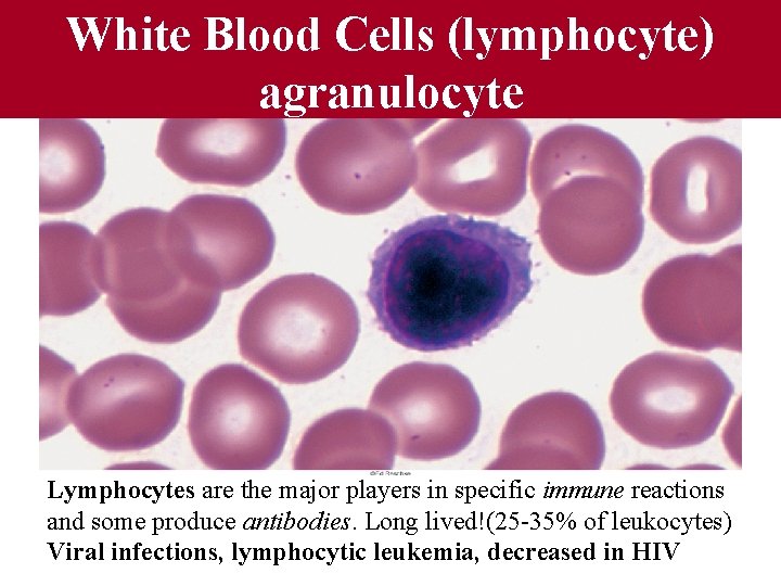 Fig 12. 11 White Blood Cells (lymphocyte) agranulocyte Lymphocytes are the major players in