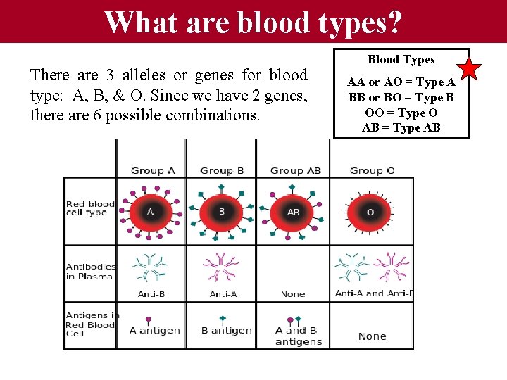 What are blood types? There are 3 alleles or genes for blood type: A,